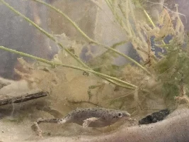 African Dwarf Frog blooded chest??