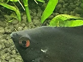 Spike from angel fish