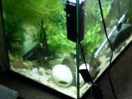 Adopted blue gourami - M/F? Community tank?