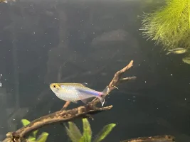 Bloated/Fat Blue Tetra