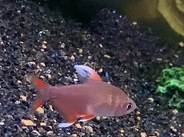 Hyphessobrycon or Megalamphodus bentosi, (Candy Cane T., Ornate T., “Sp HY511” Tetra)