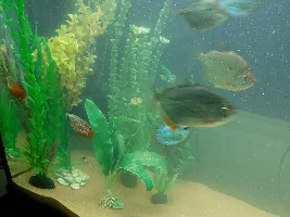 Need help putting together a low-budget planted tank