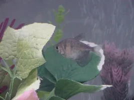CatLover's Freshwater Gallery