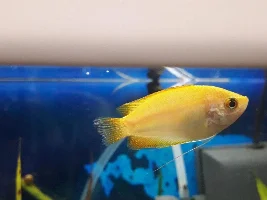 Help needed sexing fish