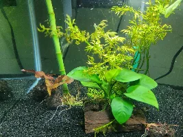 Shion's lily bulbs
