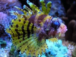 new to this site a few pics