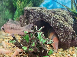 Corydoras feeding plan in a community aquarium