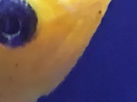 Male Molly Fish With Cotton Mouth Disease?!