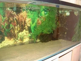more tank pics, nearly ready now