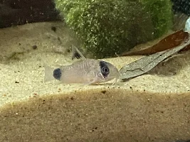 55 Gallon Rebuild