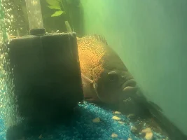 Oscar fish lying at the bottom of the tank