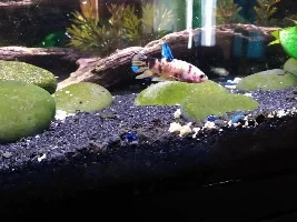 Male or female