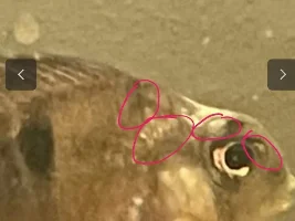 White patch on Bolivian ram?
