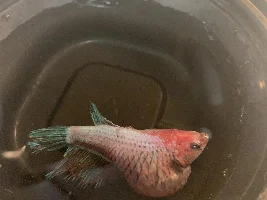 Ive looked everywhere for answers! Can anybody tell me what is going on here with my betta??