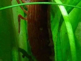 filter feeding shrimp