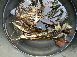 Plant Identification