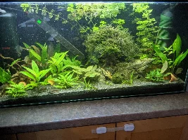 A place 4 my questions & ponderings as I build a 34 Gallons (127L) tank