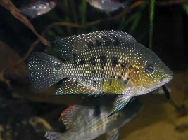 Cichlasoma Ornatum Journal