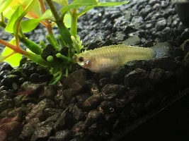 Sick Livebearer