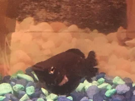 What is this on my Mollie?