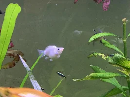 Pregnant Molly??