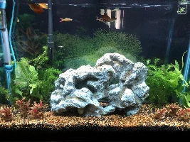 Brown Algae - UV Sterilizer?