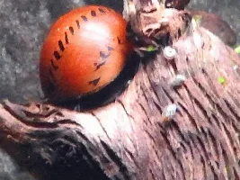 Seriously regretting decision to let snails breed...