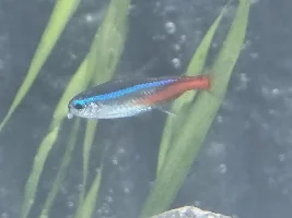 White lump on Tetras mouth...