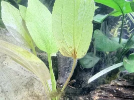 Echinodorus / Amazon Sword Help Please