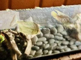 it took a longer time, but silver dollar wins over yellow acara...