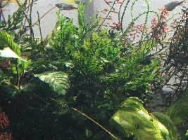 Stan's freshwater 240 gallon extravaganza. Trials and tribulations of  a sunlit aquarium