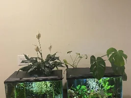 Can Monstera grow in fish tank with roots in water?