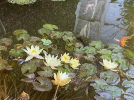 My Koi Pond