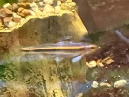3 season porch tank with native fish…