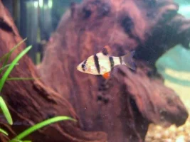 New Tank After Two Years With No Tank!