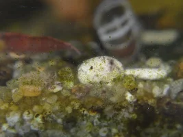 60L Daisy's Ricefish Tank