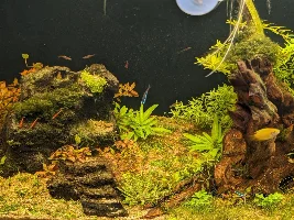 20G Ecosystem dirted offshoot from 40G thread