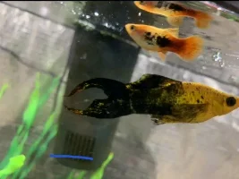 Molly Fish With Hunched Back?