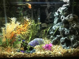 What do you think about my tank