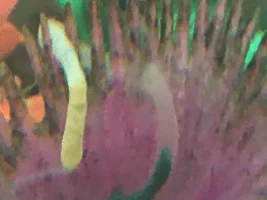 Are these worms in my tank?