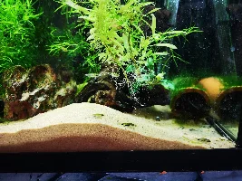 QT tank that may become a new set up! 22g
