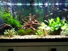 My First Attempt At Planted