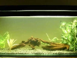My First Ever Tank