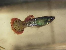 What is the rarest guppy/endler variety you have kept?