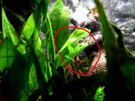 Plants Doing Things...