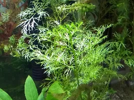 Help!!! Ammonia stuck at same spot during cycle