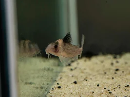 Fish ID