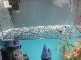 Is my platy pregnant or just thick