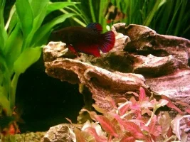 best bettas ever