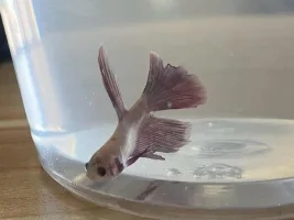 First rescue betta - any advice welcome!